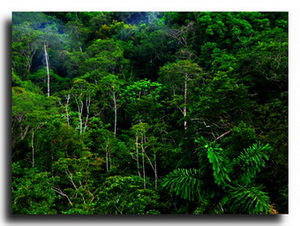 Forêt tropical et saison des pluies