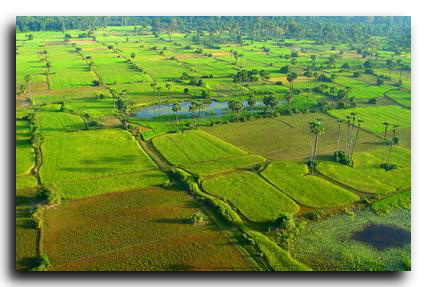 Reisfelder in Thailand am Fluss